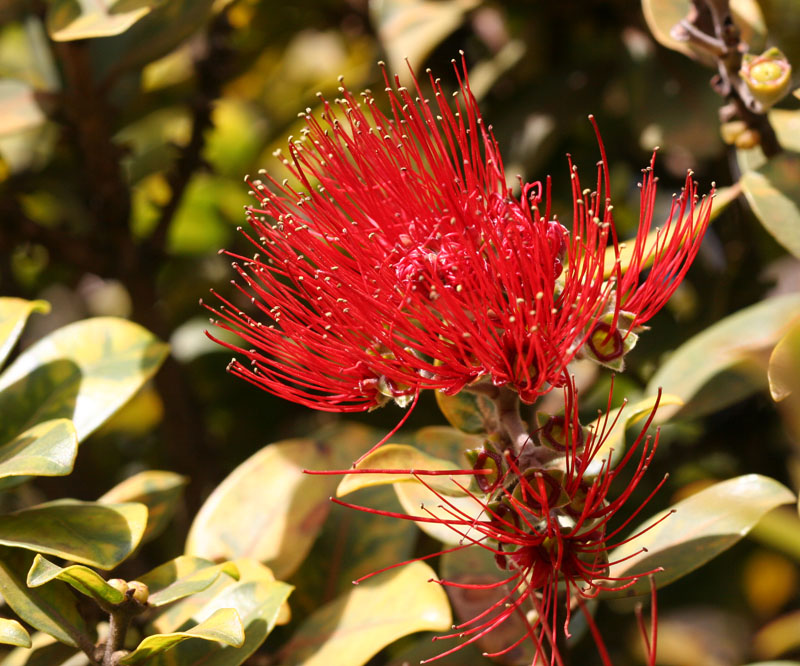 'Ohi'a lehua tree flower