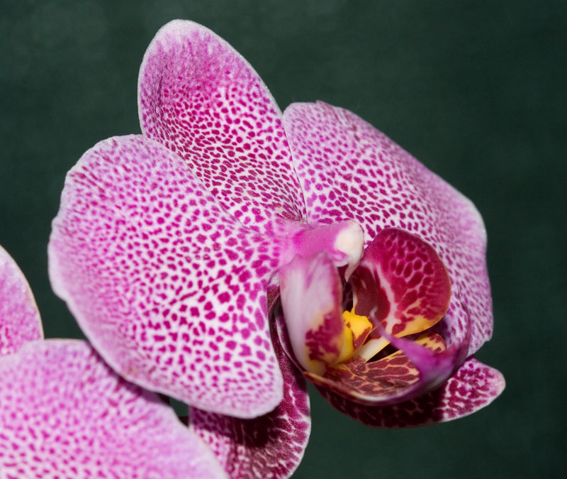 Orchid Profile