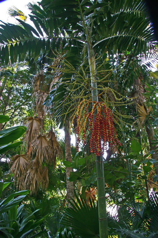 Palms in Hawaii