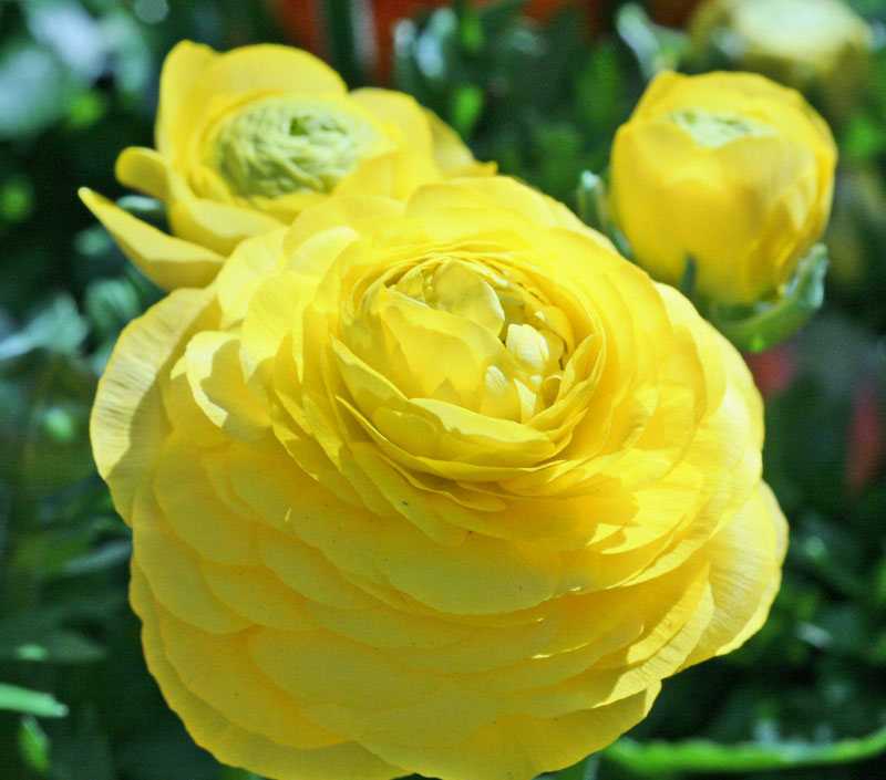 Yellow Ranunculus