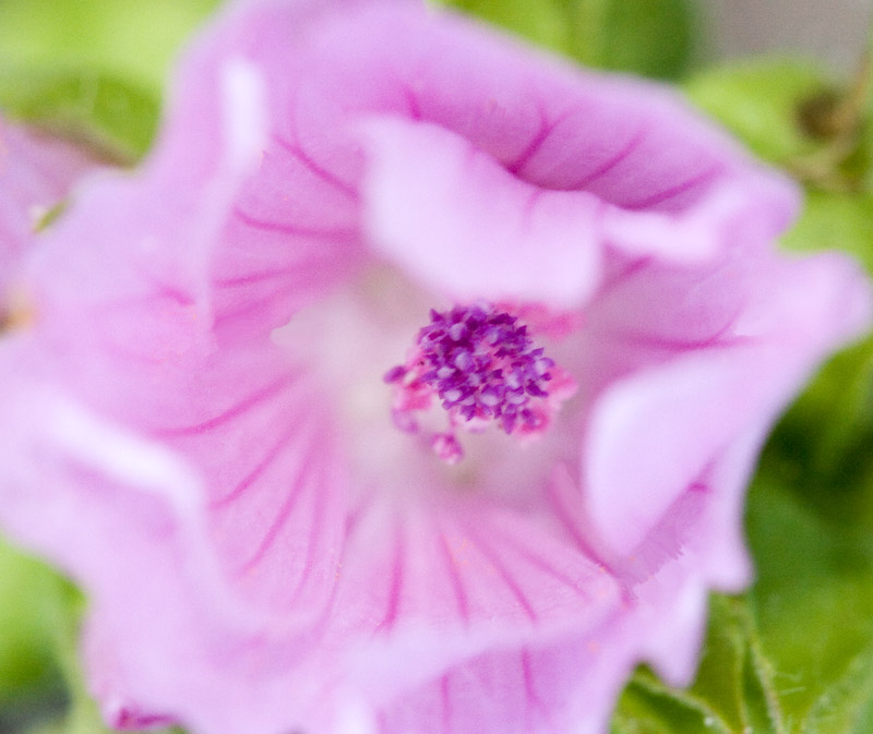 Geranium, Blowing