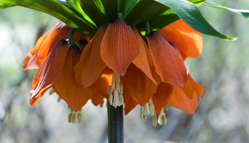 Fritillaria blooms