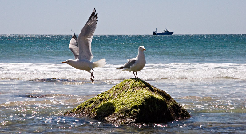 Seagulls: Hey You!