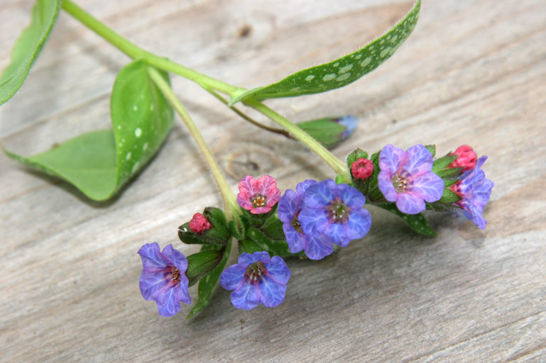 Pulmonaria Flowers