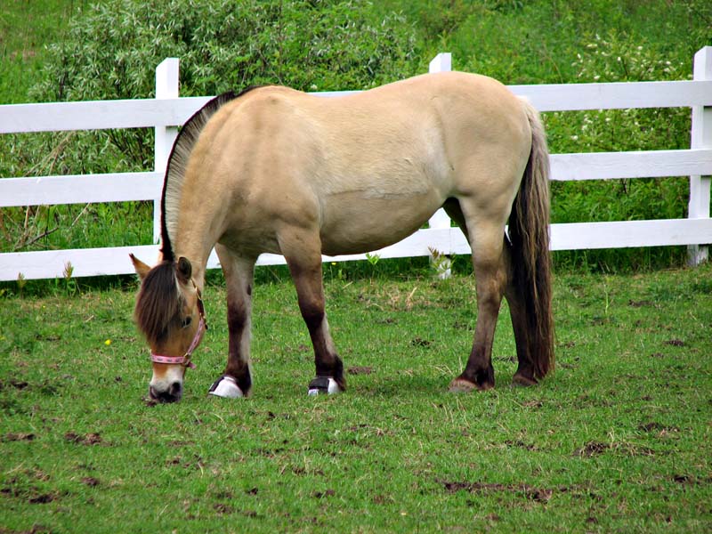 Nordic Fjord Breed