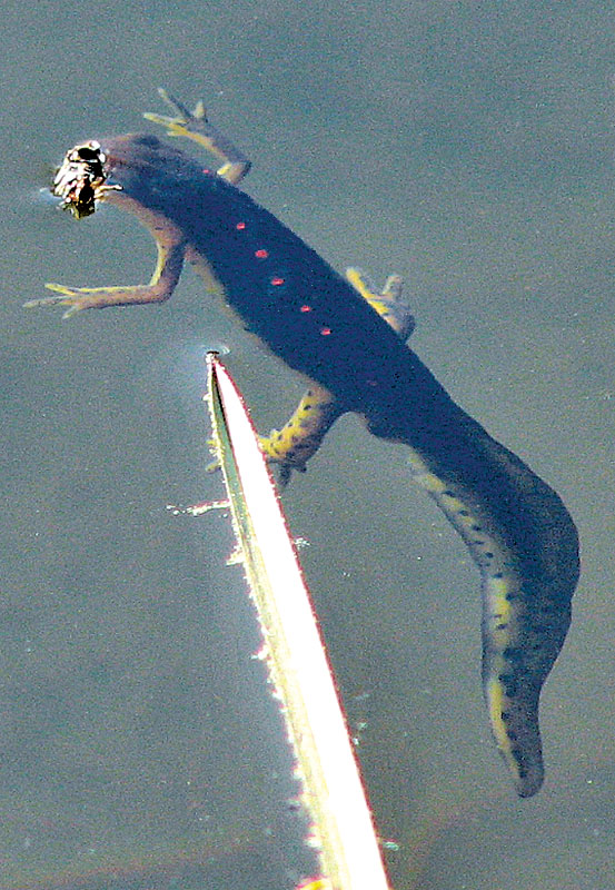 Notophthalmus viridescens