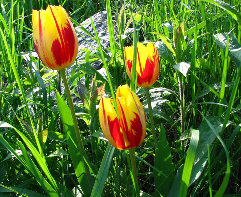 Tulips at home