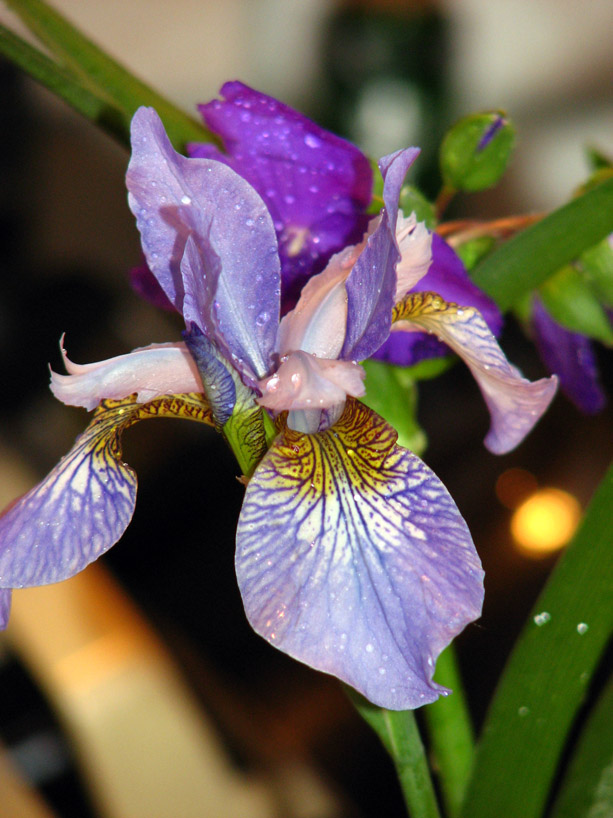 Siberian Iris