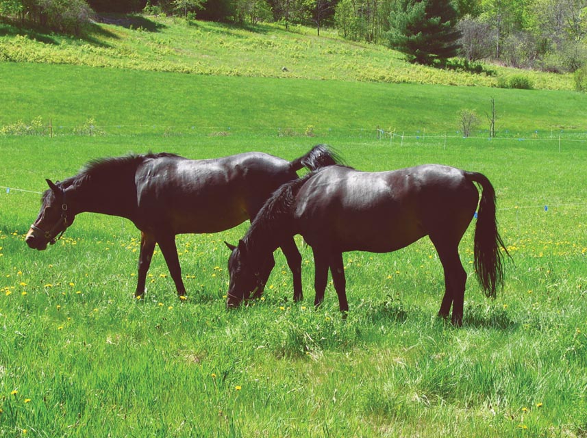 Equine pals