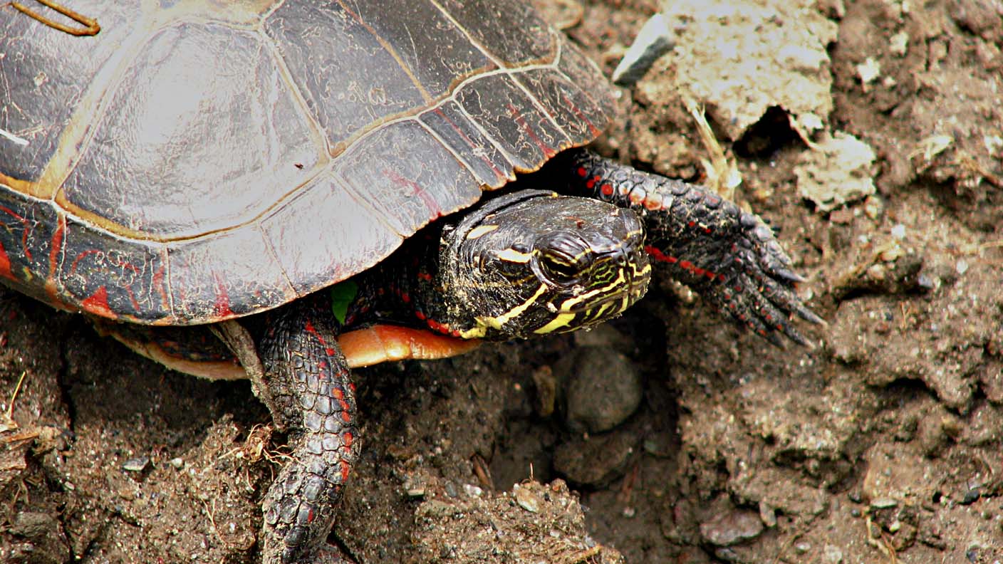 Painted Turtle