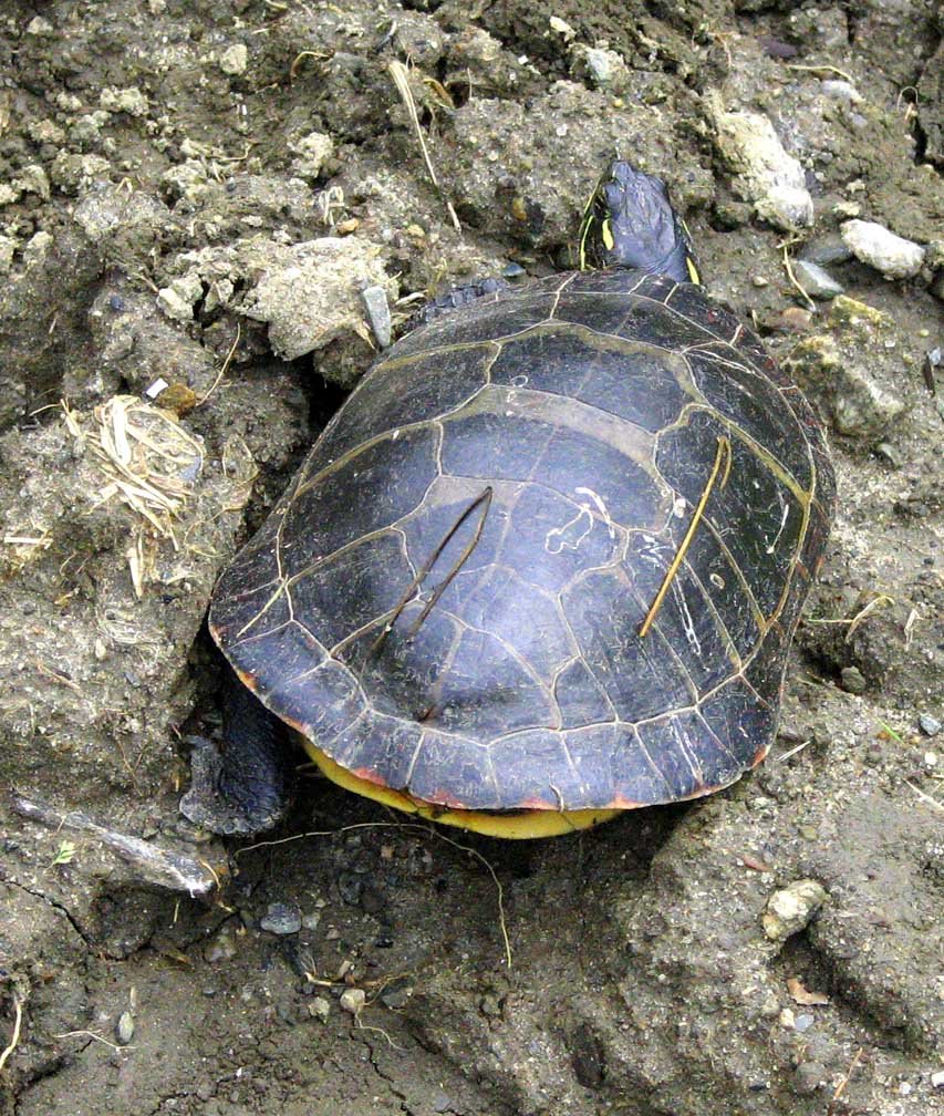  Turtle Scarred Carapace