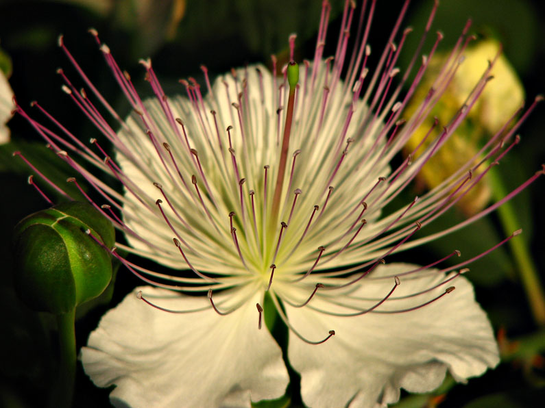 Caper stamens