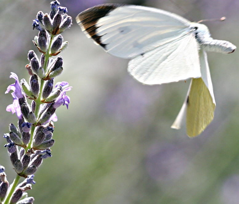 Pieris brassicae