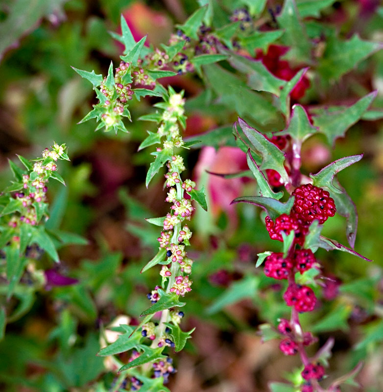 Red Berries