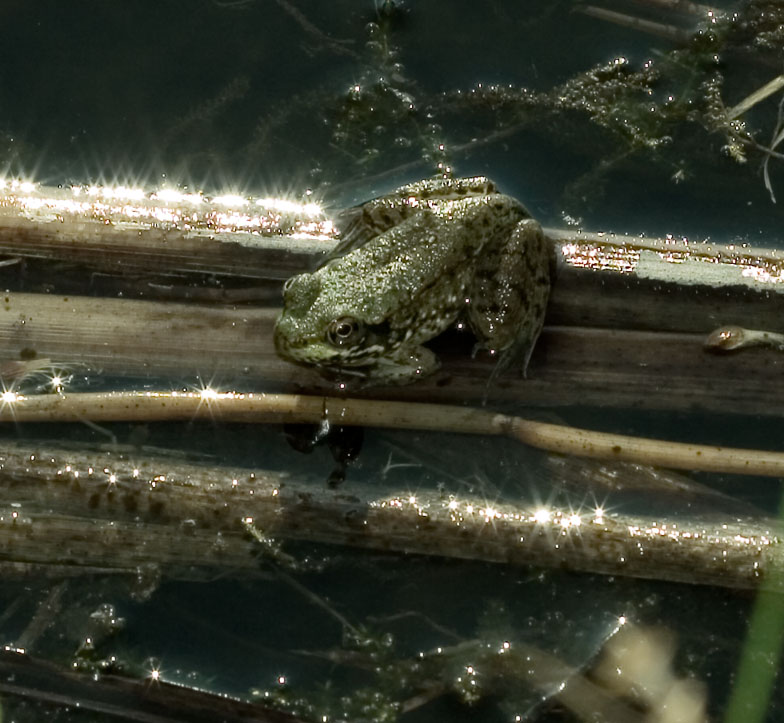 Green frog as big as your thumb