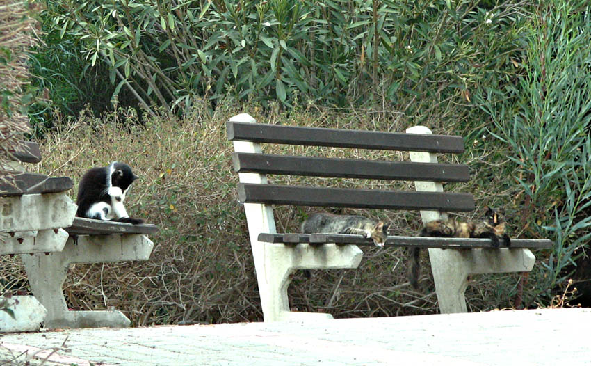 Kitty Park