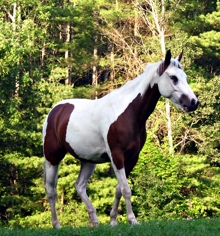 Beautiful Painted Horse