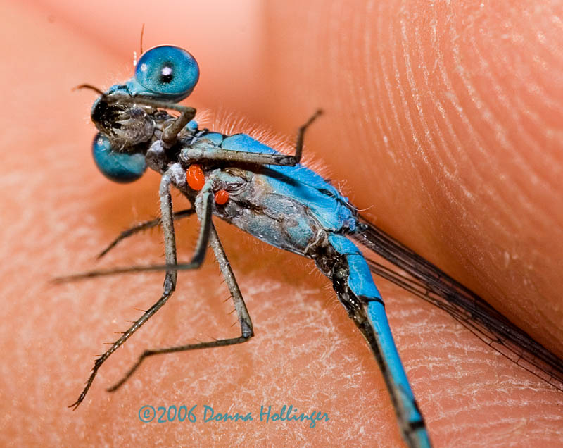Spreadwing Damselfly with Mites