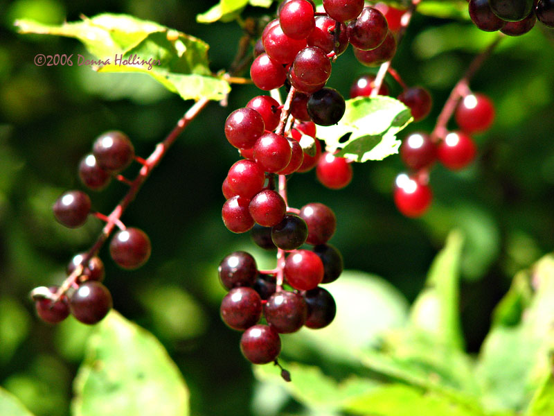 Red cherries in the sun