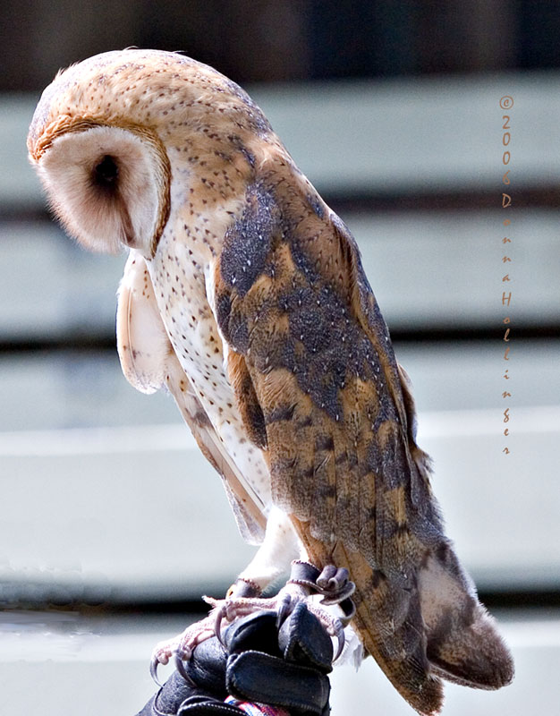 Very Calm Barn Owl