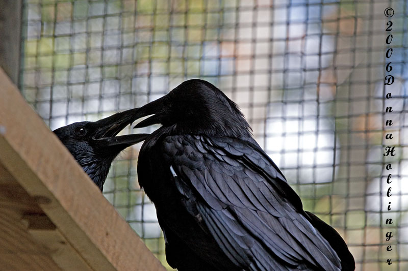 Ravens Necking