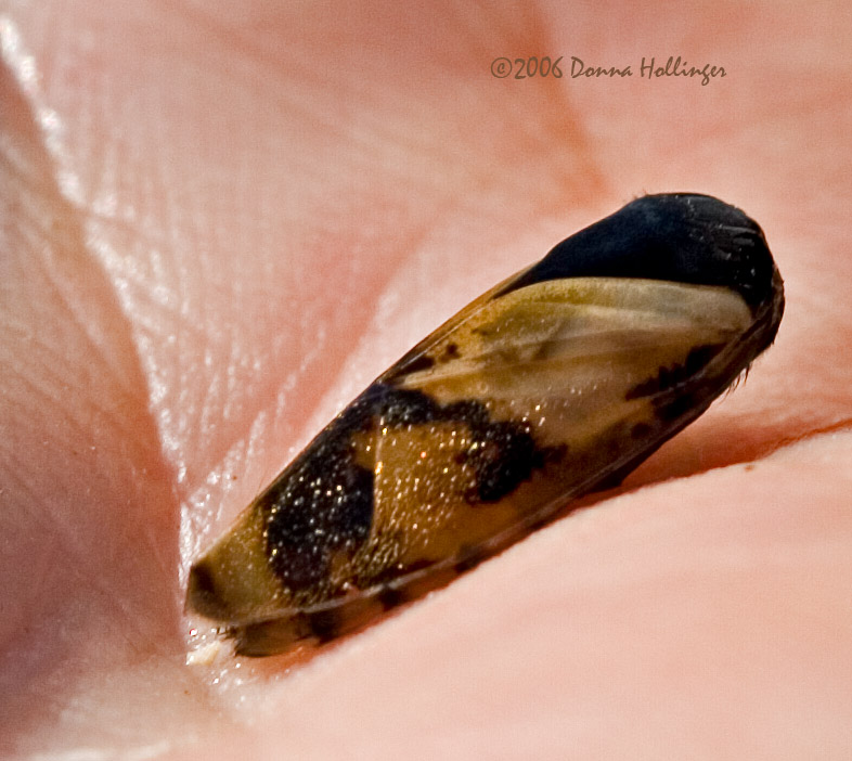 A pupa of an unknown butterfly