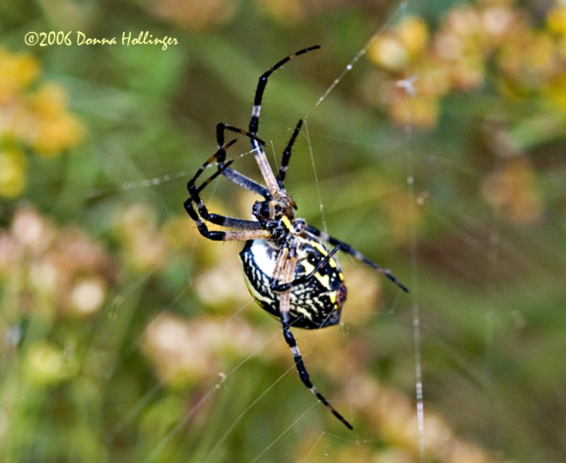 Argiope