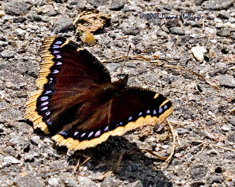 Mourning Cloak Butterfly