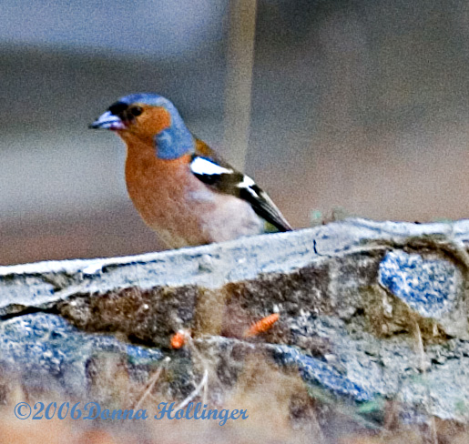 Bird in Platres