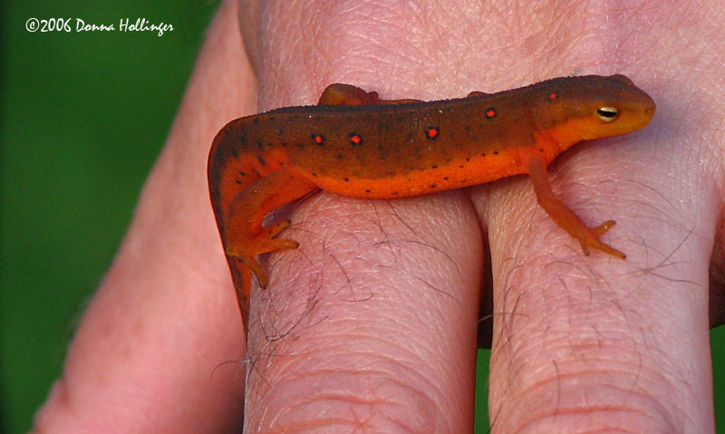 Red Eft Ric found on the lawn