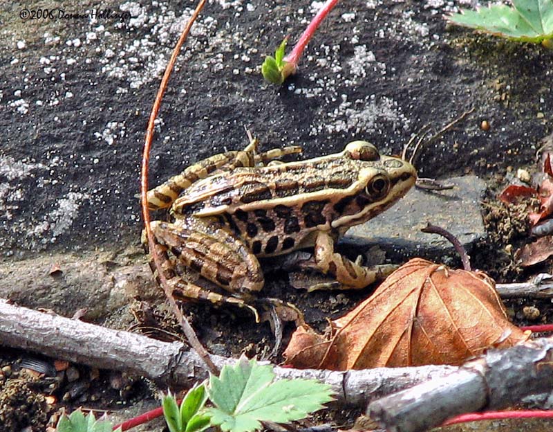 Pickerel Frog