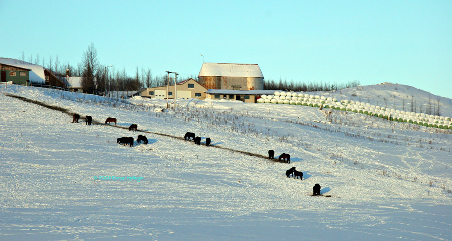 Icelandic Horses out grazing