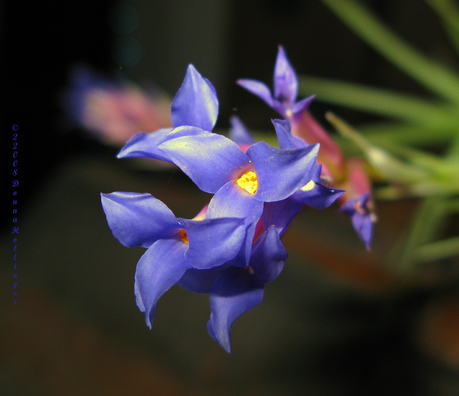 Blue Inflorescence