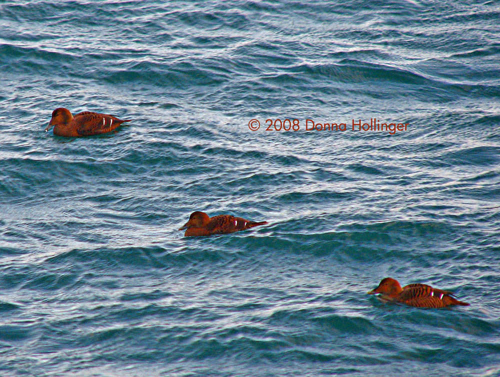 Three Female Eiders