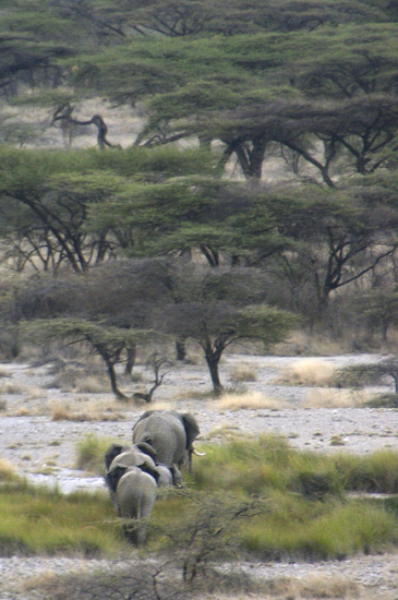 Elephants