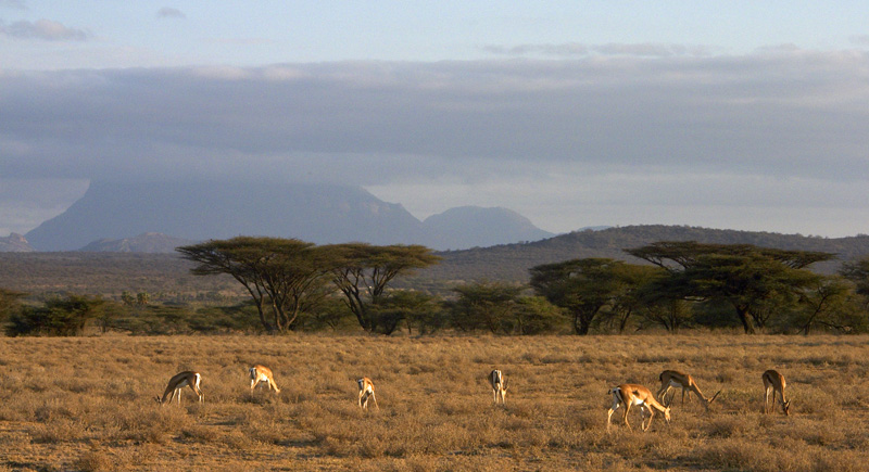 Grazing Gazelles