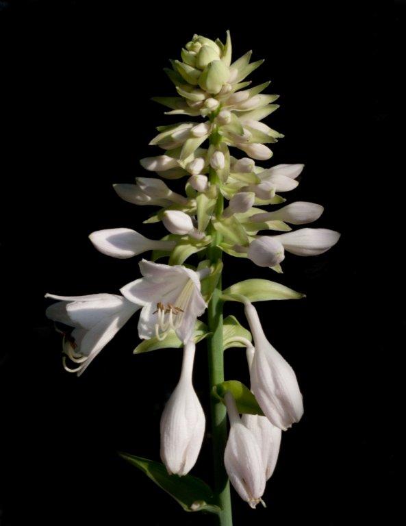 Big Mama hosta blossom.jpg