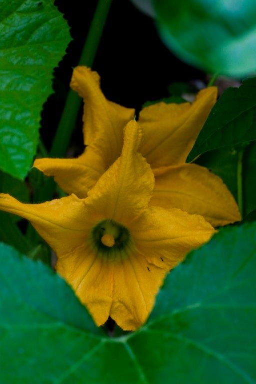 squash blossoms.jpg