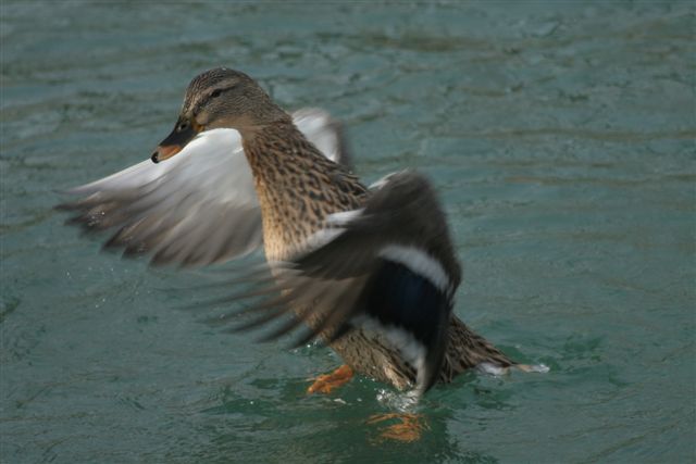 mama Mallard