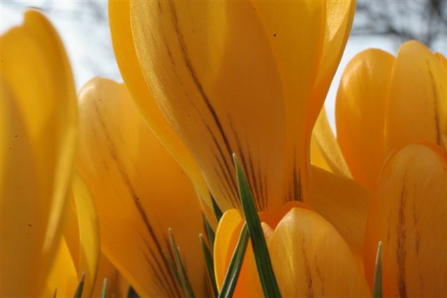 First Crocuses