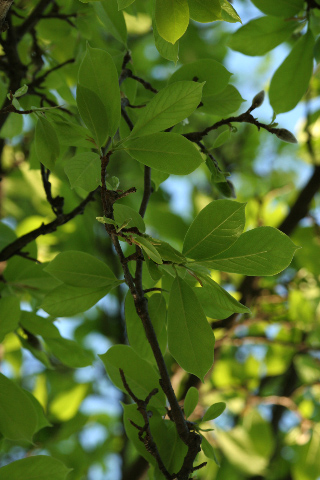 Magnolia