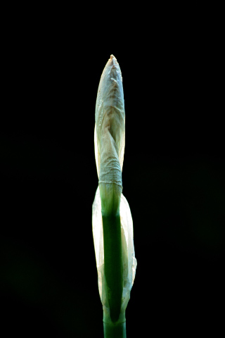 Iris bud