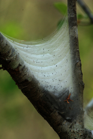 web