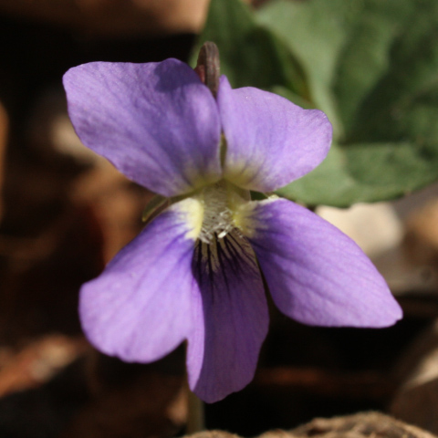 Violet