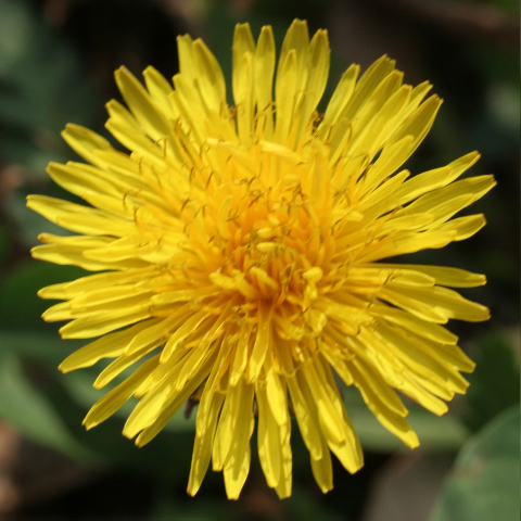 Missouri state flower