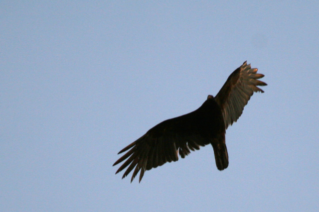 Turkey Vulture