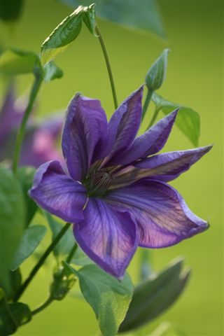 Climatis