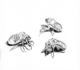 Cicada shells