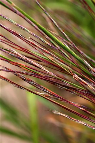 beach grass close-up.jpg