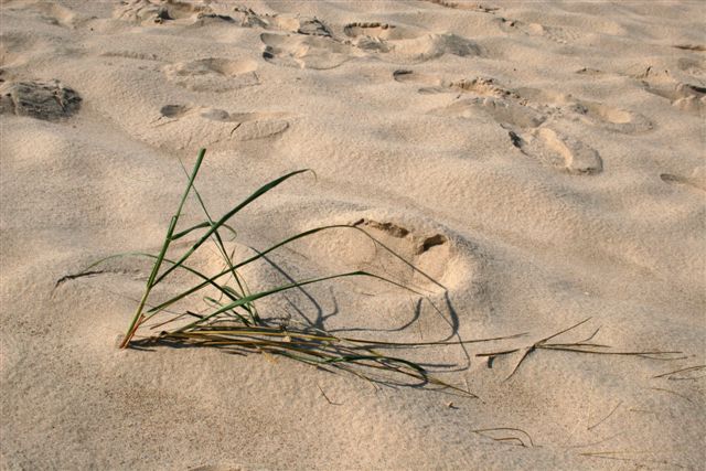 beach grass.jpg